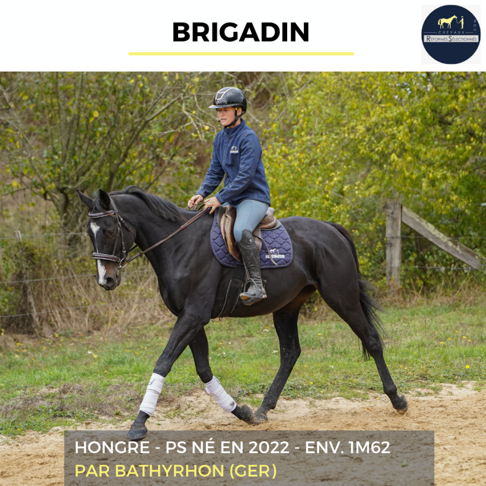 Caballo castrado Pura Sangre En venta 2022 Negro