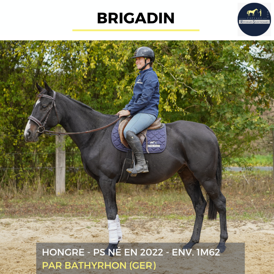 Caballo castrado Pura Sangre En venta 2022 Negro