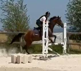 Caballo castrado Pura Sangre En venta 2021 Bayo por LAW DEPUTY (IE), PS