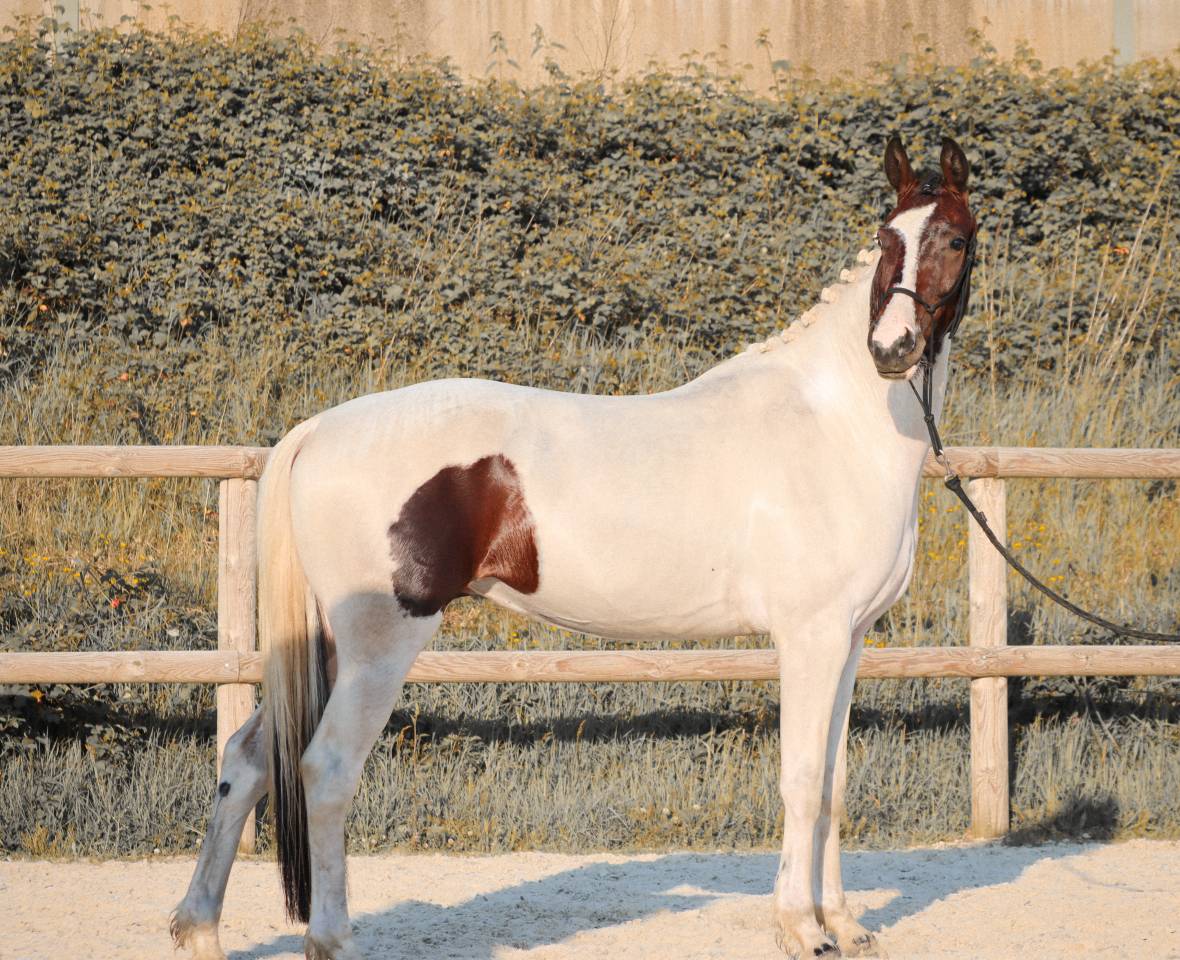 Yegua KWPN Caballo de Deporte Neerland&eacute;s En venta 2023 Tobiano por FOR FERRERO