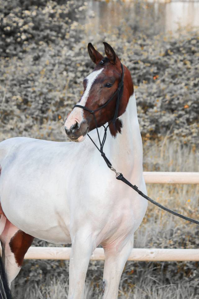 Yegua KWPN Caballo de Deporte Neerland&eacute;s En venta 2023 Tobiano por FOR FERRERO