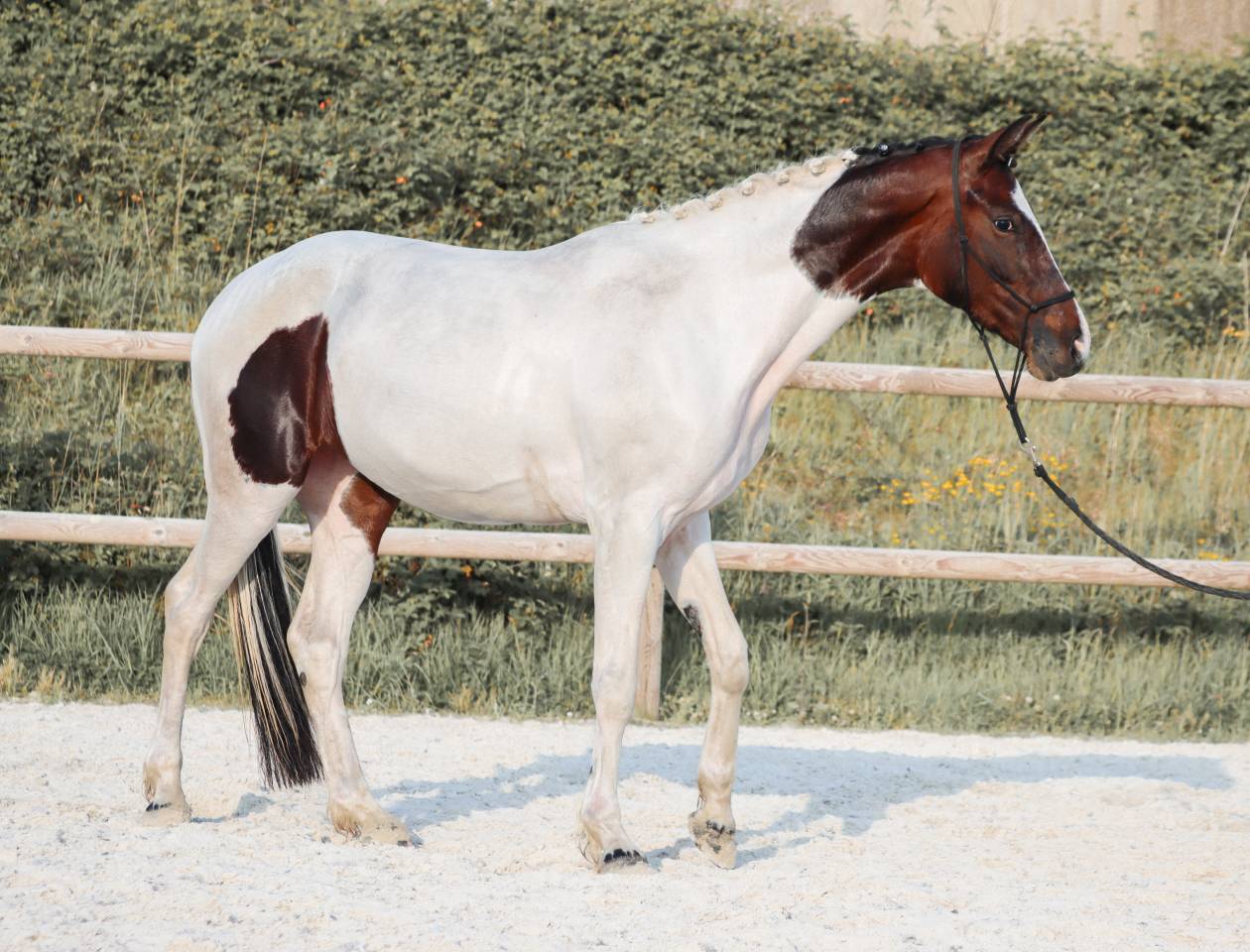 Yegua KWPN Caballo de Deporte Neerland&eacute;s En venta 2023 Tobiano por FOR FERRERO