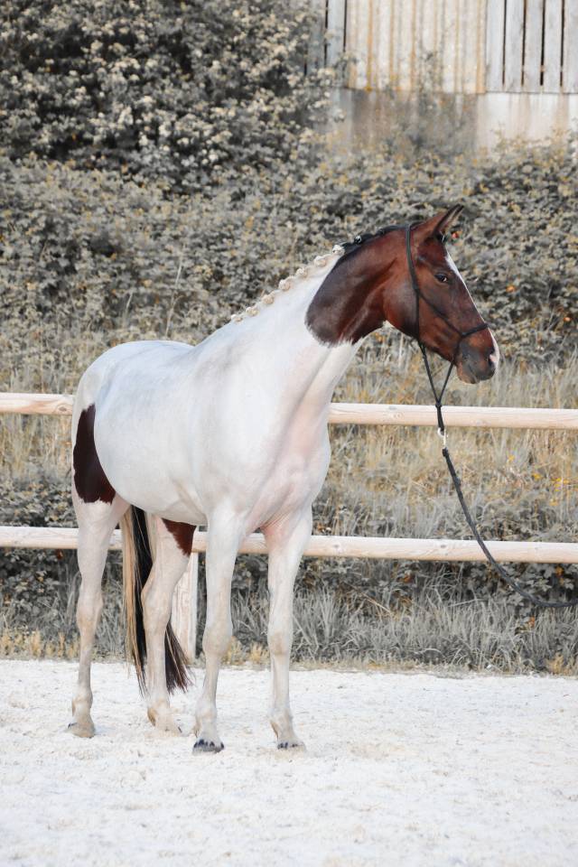 Yegua KWPN Caballo de Deporte Neerland&eacute;s En venta 2023 Tobiano por FOR FERRERO
