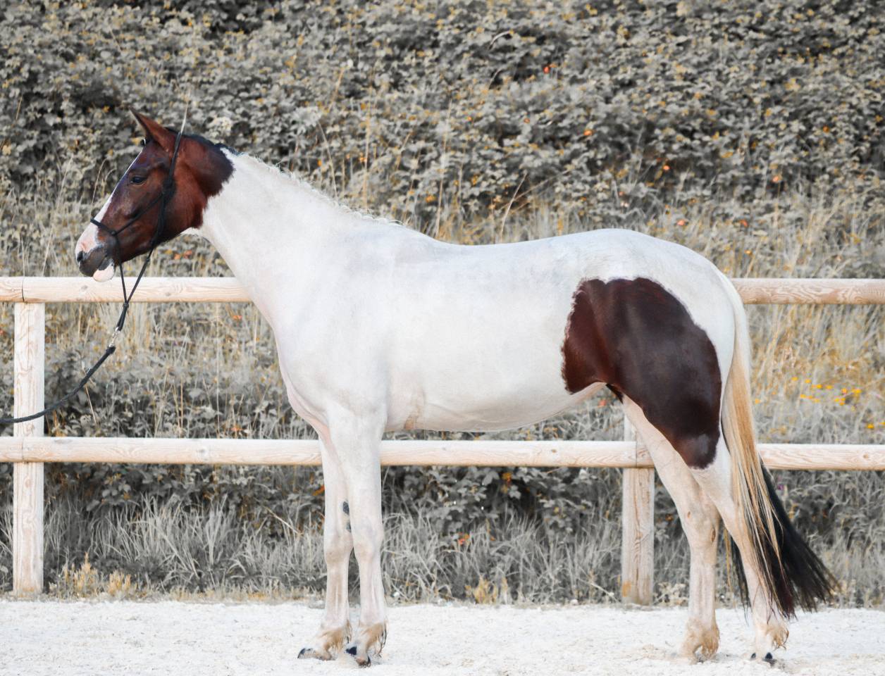 Yegua KWPN Caballo de Deporte Neerland&eacute;s En venta 2023 Tobiano por FOR FERRERO