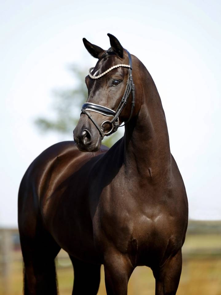 Caballo castrado KWPN Caballo de Deporte Neerland&eacute;s En venta 2020 Negro por GOVERNOR