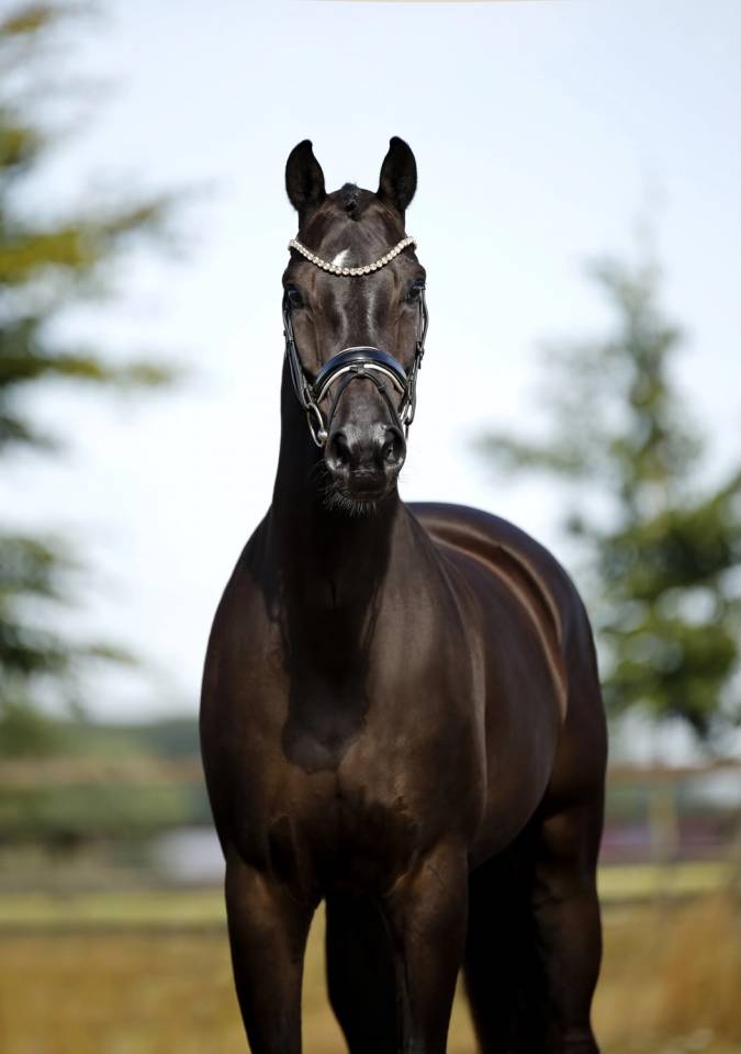 Caballo castrado KWPN Caballo de Deporte Neerland&eacute;s En venta 2020 Negro por GOVERNOR