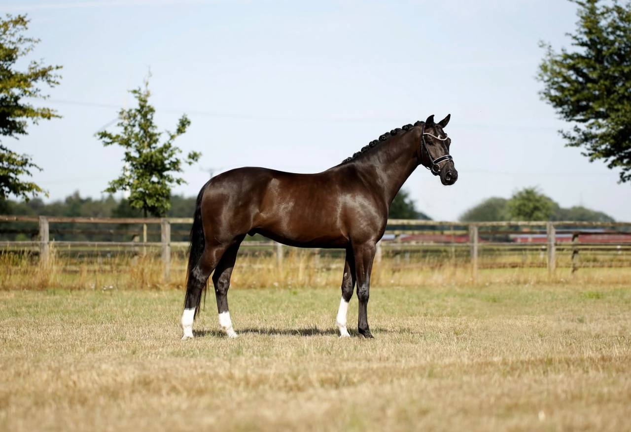 Caballo castrado KWPN Caballo de Deporte Neerland&eacute;s En venta 2020 Negro por GOVERNOR