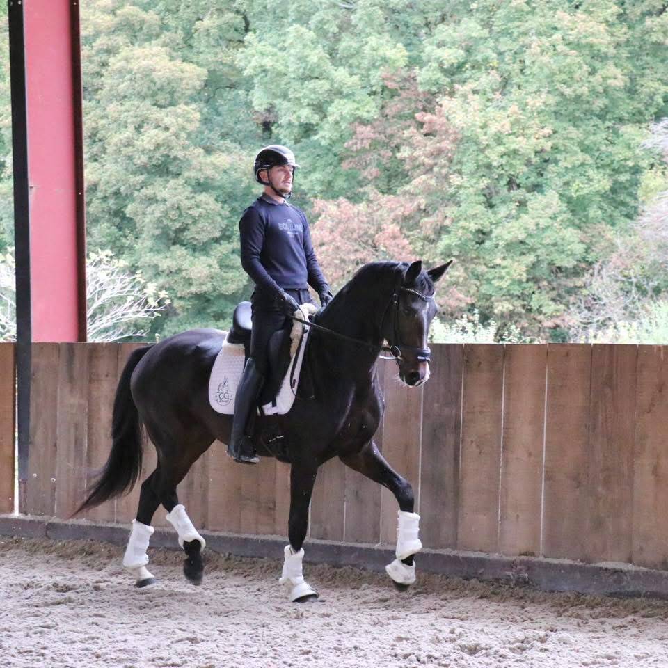 Caballo castrado KWPN Caballo de Deporte Neerland&eacute;s En venta 2023 Bayo moreno por FOR FERRERO