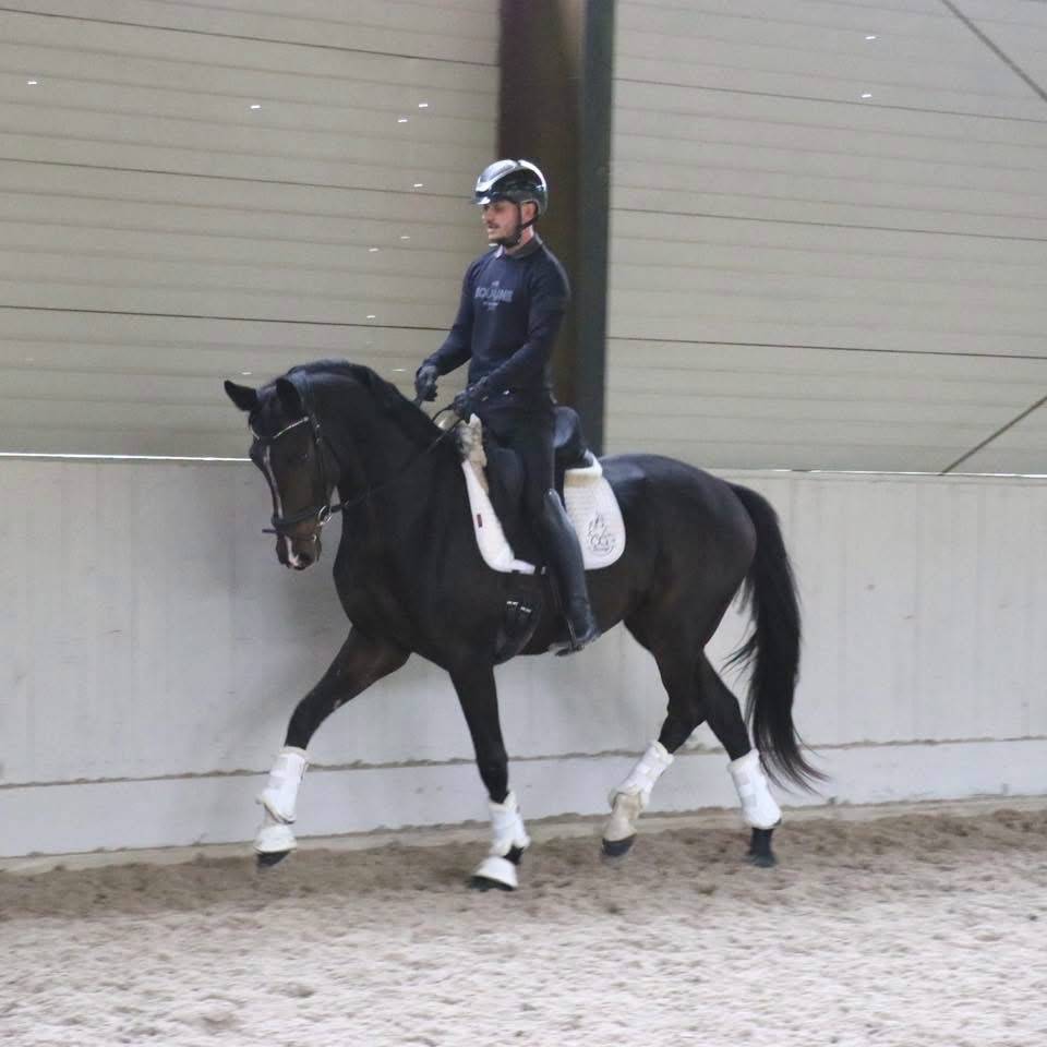 Caballo castrado KWPN Caballo de Deporte Neerland&eacute;s En venta 2023 Bayo moreno por FOR FERRERO
