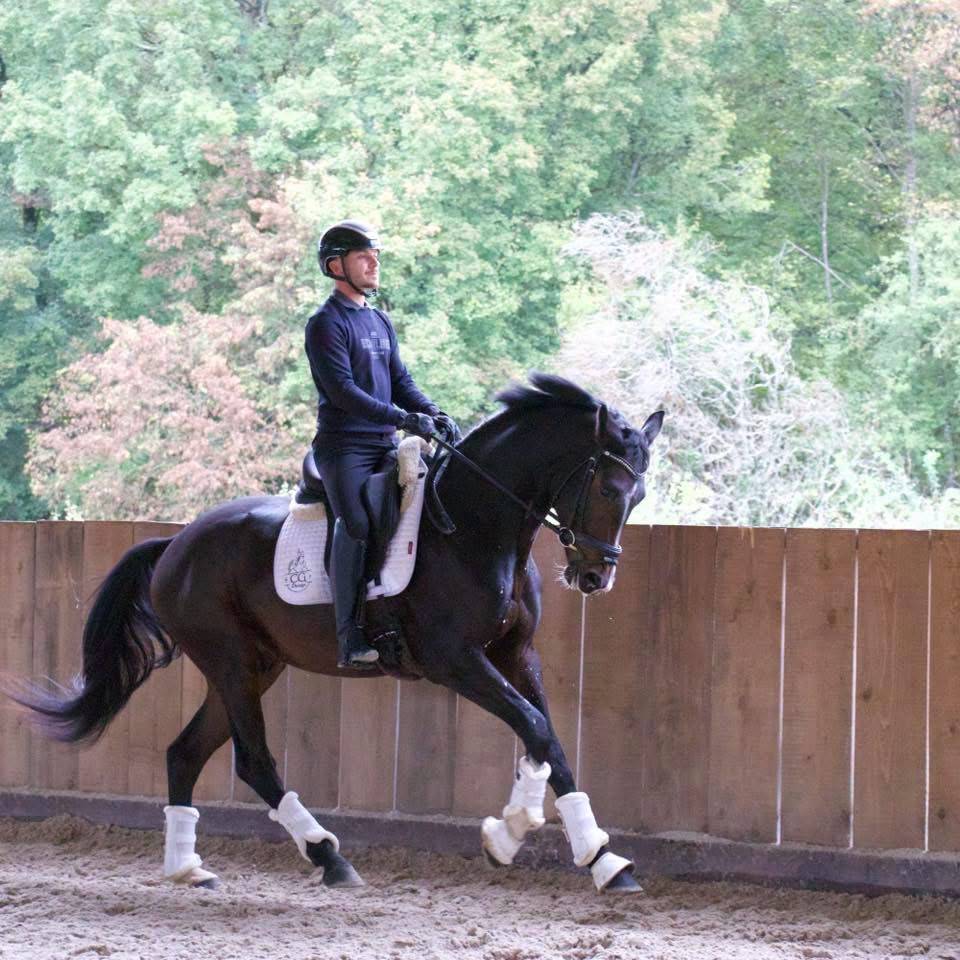 Caballo castrado KWPN Caballo de Deporte Neerland&eacute;s En venta 2023 Bayo moreno por FOR FERRERO