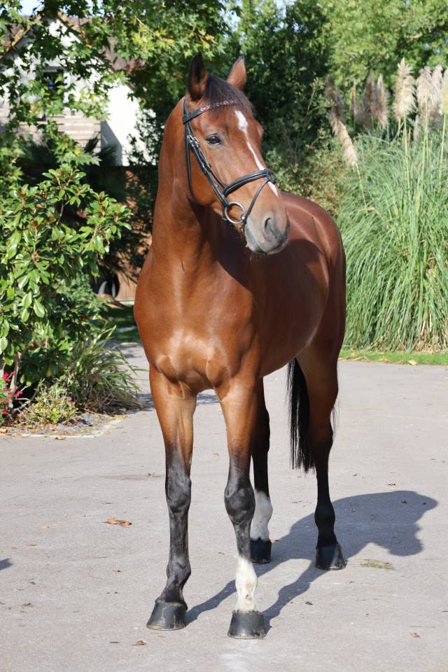 Caballo castrado Silla Franc&eacute;s En venta 2019 Bayo por Prinz Clintus