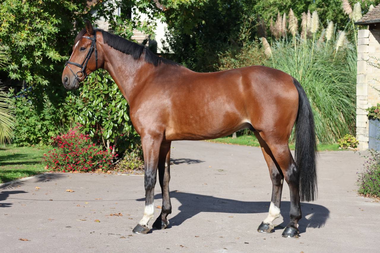 Caballo castrado Silla Franc&eacute;s En venta 2019 Bayo por Prinz Clintus