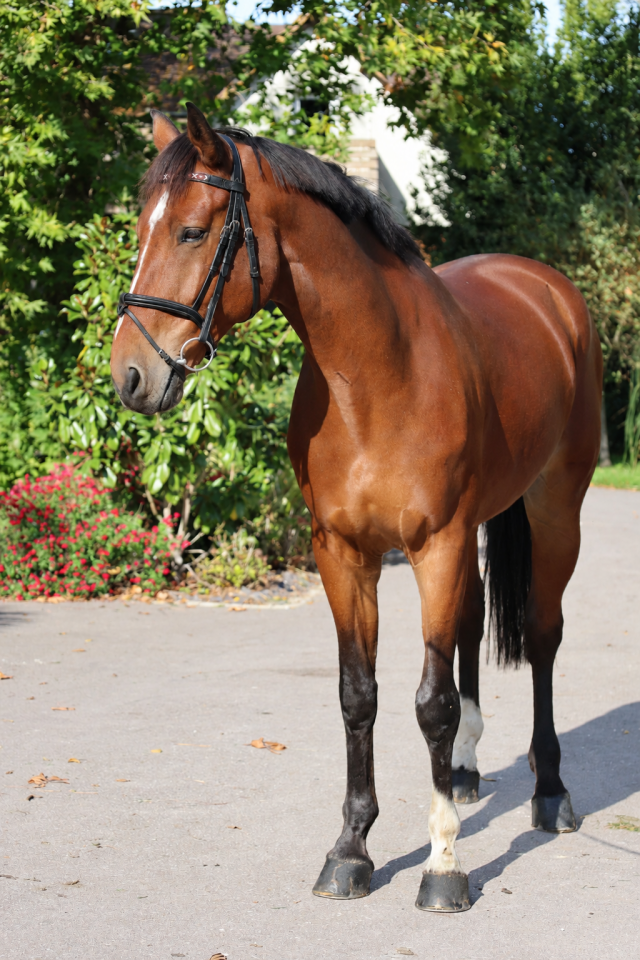 Caballo castrado Silla Franc&eacute;s En venta 2019 Bayo por Prinz Clintus