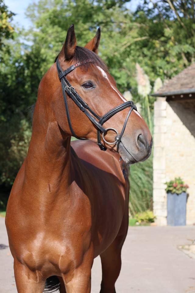 Caballo castrado Silla Franc&eacute;s En venta 2019 Bayo por Prinz Clintus