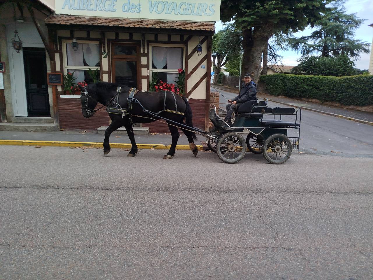 Yegua Percheron En venta 2023 Bayo moreno
