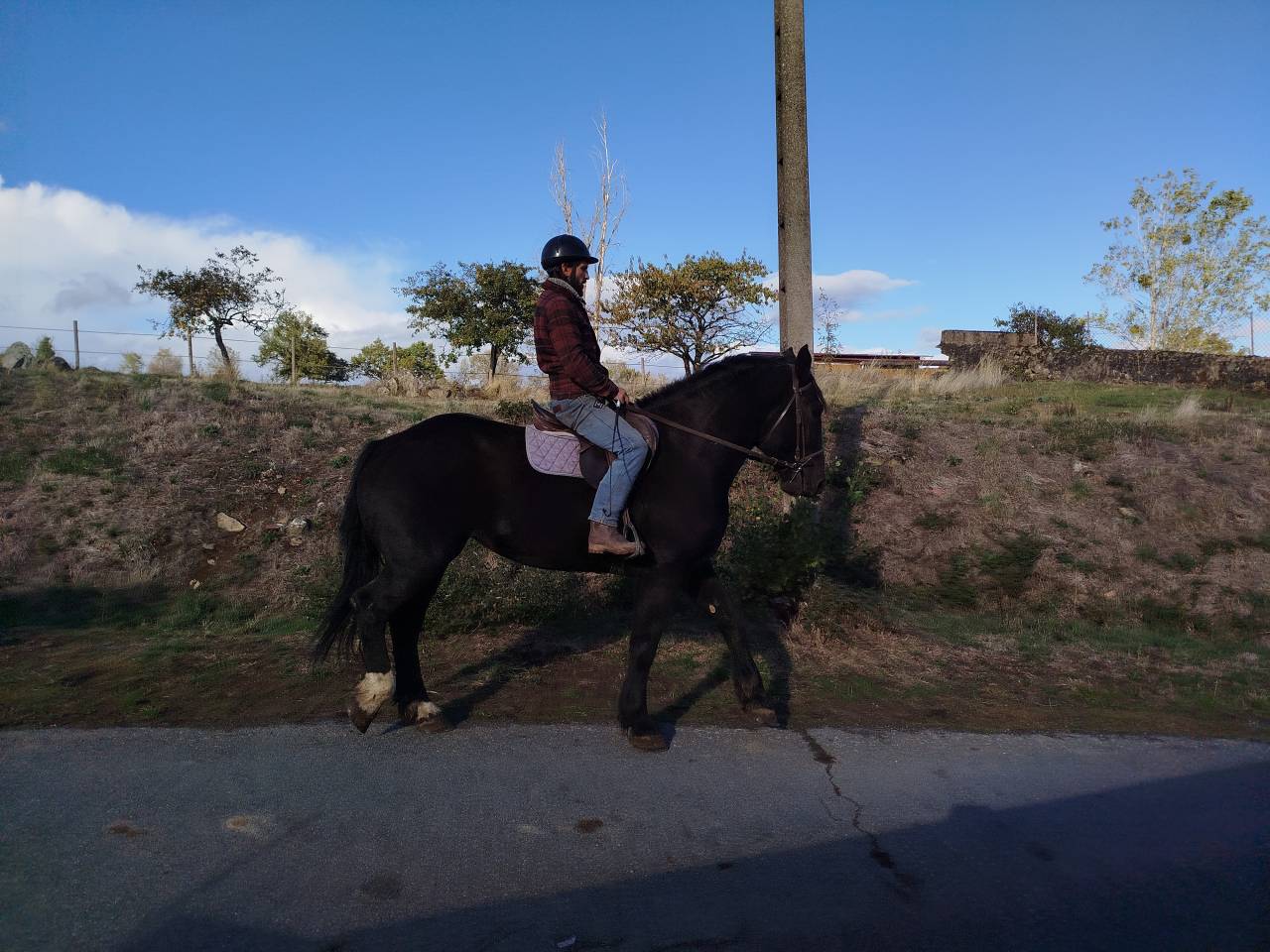 Yegua Percheron En venta 2023 Bayo moreno