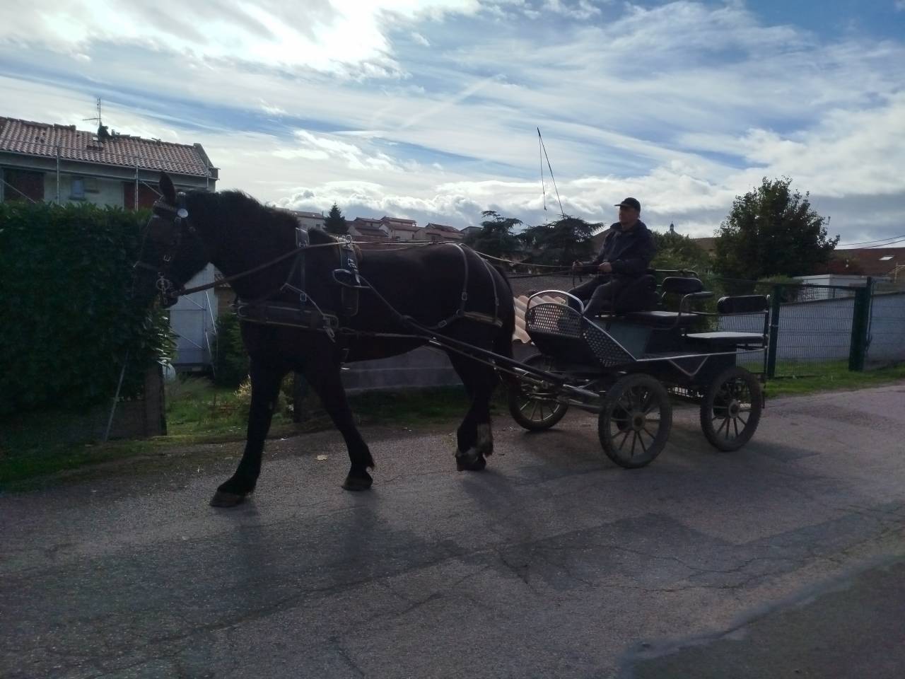 Yegua Percheron En venta 2023 Bayo moreno