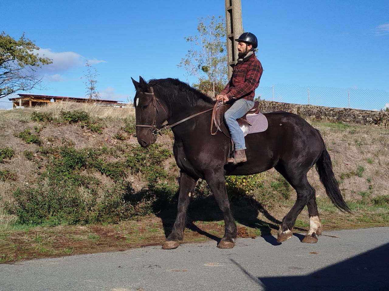 Yegua Percheron En venta 2023 Bayo moreno