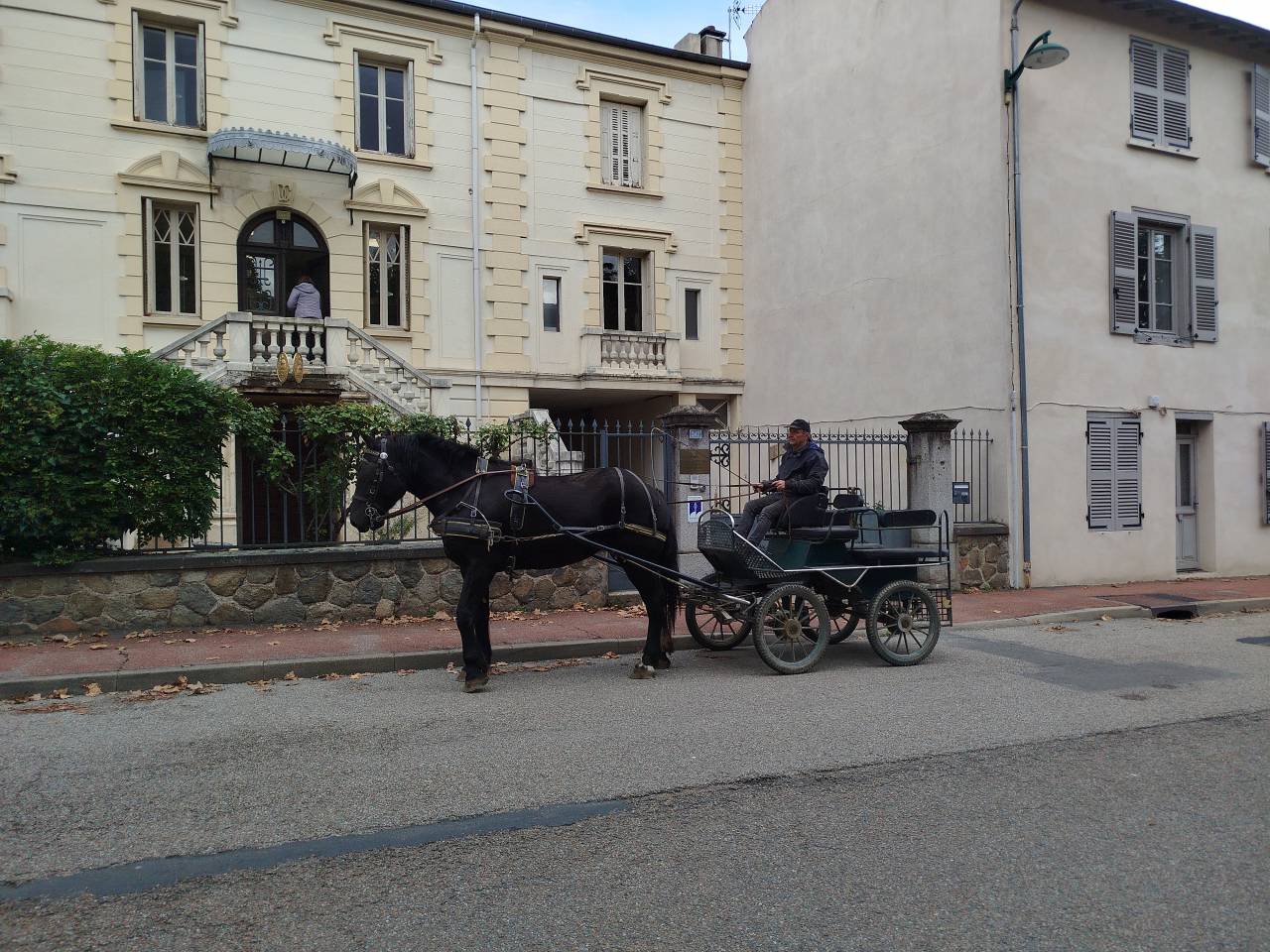 Yegua Percheron En venta 2023 Bayo moreno