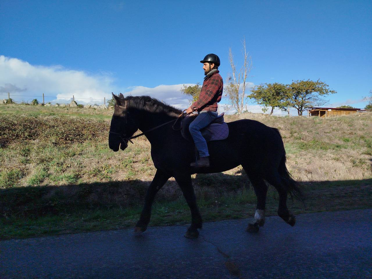 Yegua Percheron En venta 2023 Bayo moreno