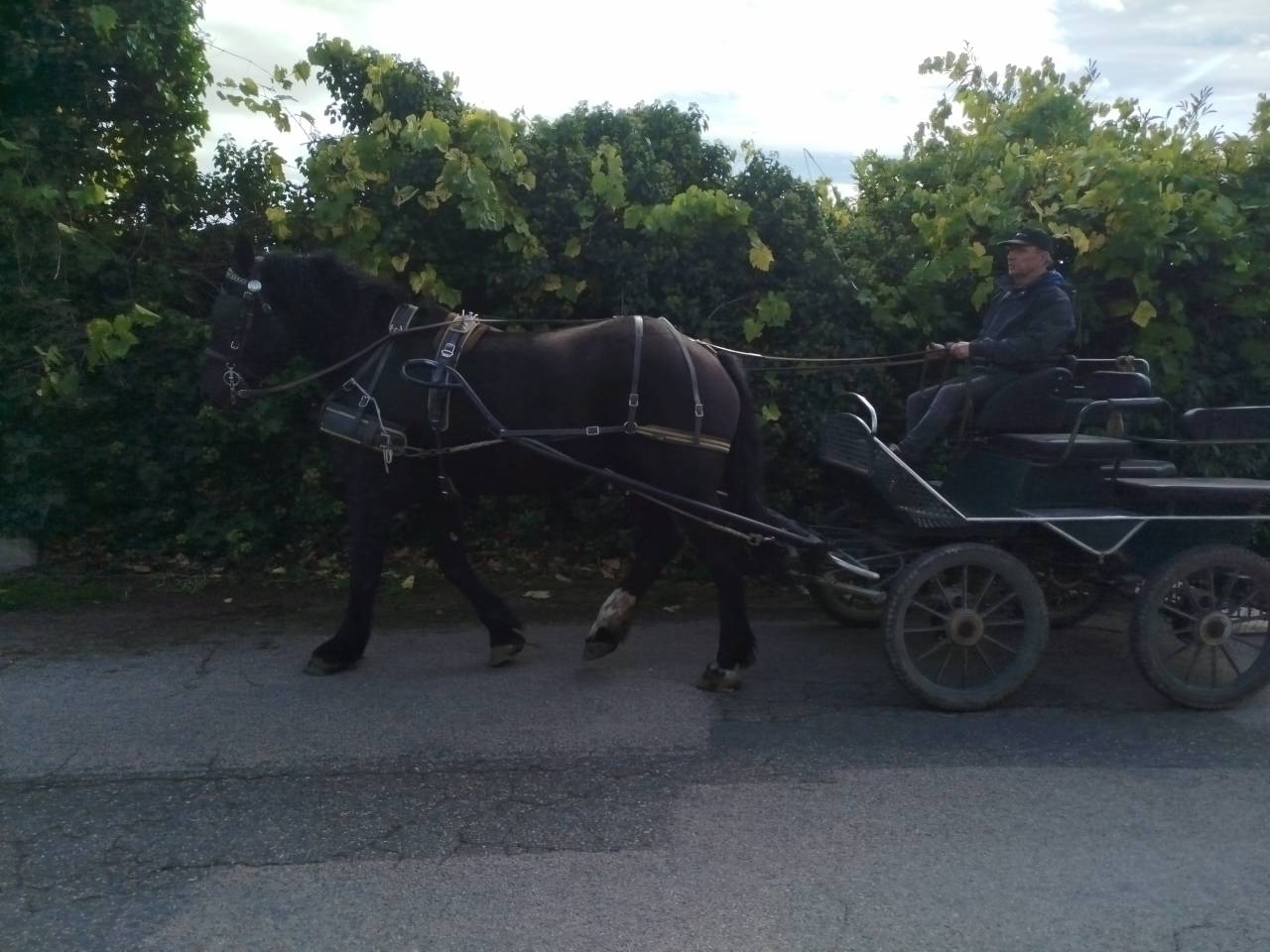 Yegua Percheron En venta 2023 Bayo moreno