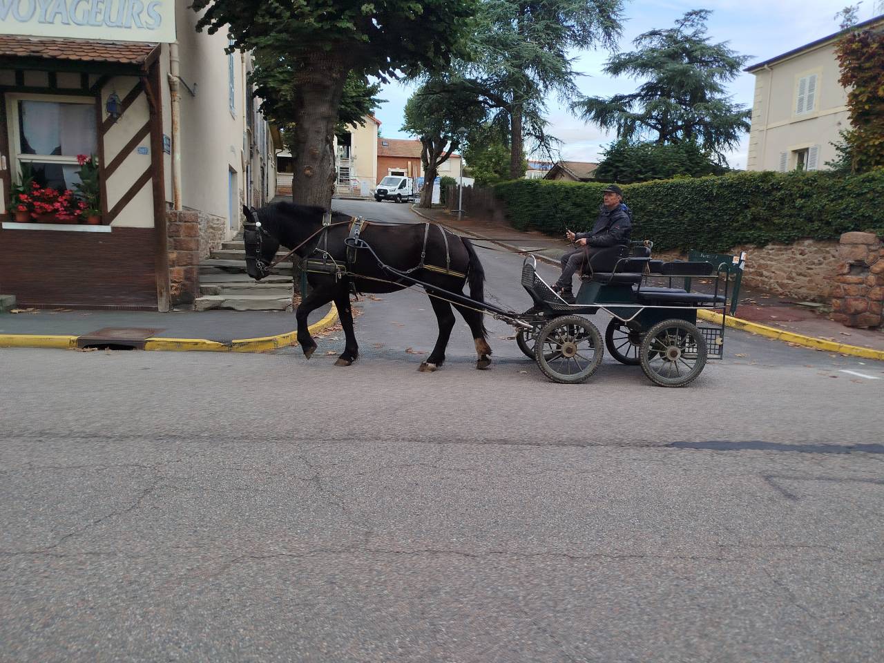 Yegua Percheron En venta 2023 Bayo moreno