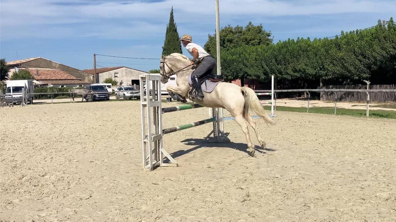 Caballo castrado PFS Poni Fran&ccedil;&eacute;s de Silla En venta 2017 Palomino