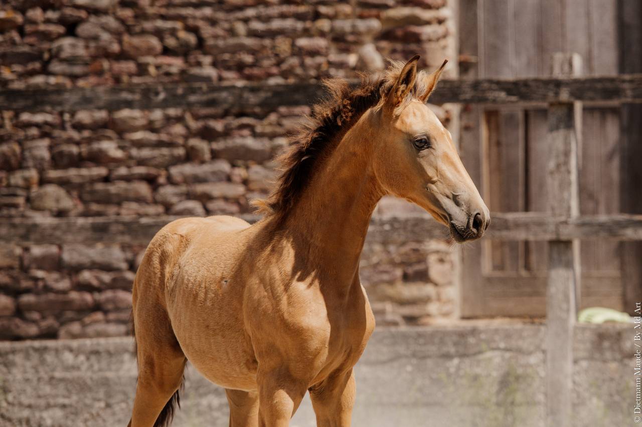 Potranca Lusitano En venta 2026 Isabelo por QUASIDE