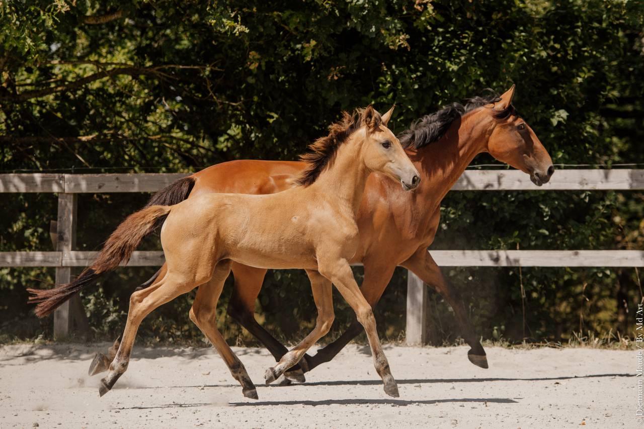 Potranca Lusitano En venta 2026 Isabelo por QUASIDE
