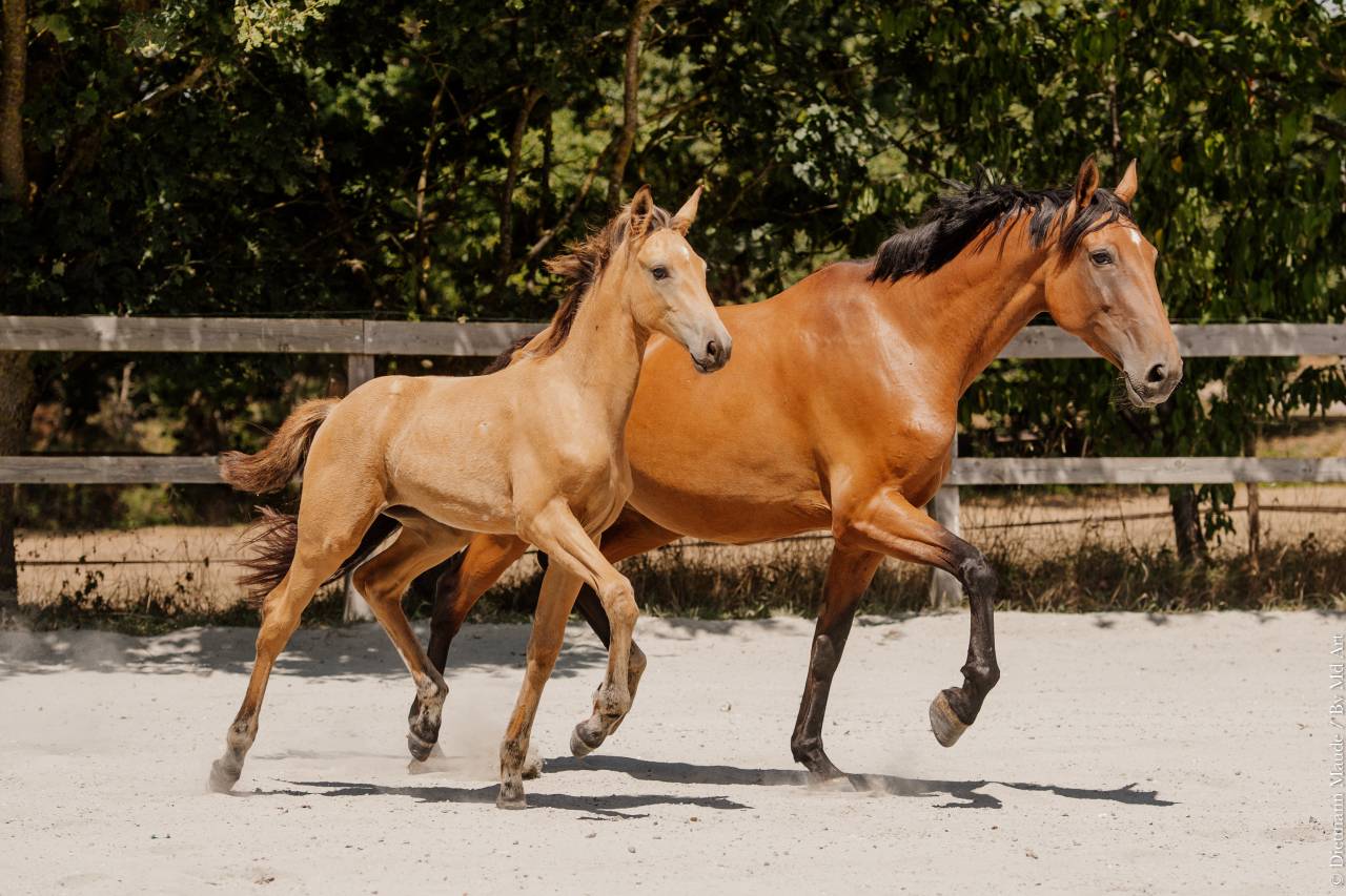 Potranca Lusitano En venta 2026 Isabelo por QUASIDE