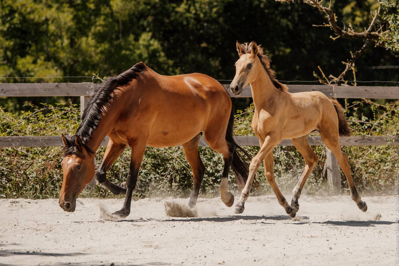 Potranca Lusitano En venta 2026 Isabelo por QUASIDE
