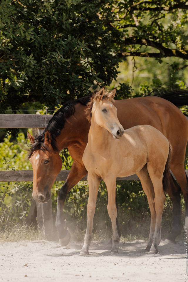 Potranca Lusitano En venta 2026 Isabelo por QUASIDE