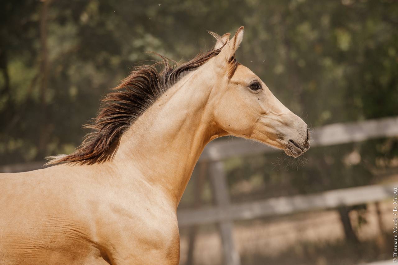 Potranca Lusitano En venta 2026 Isabelo por Secret
