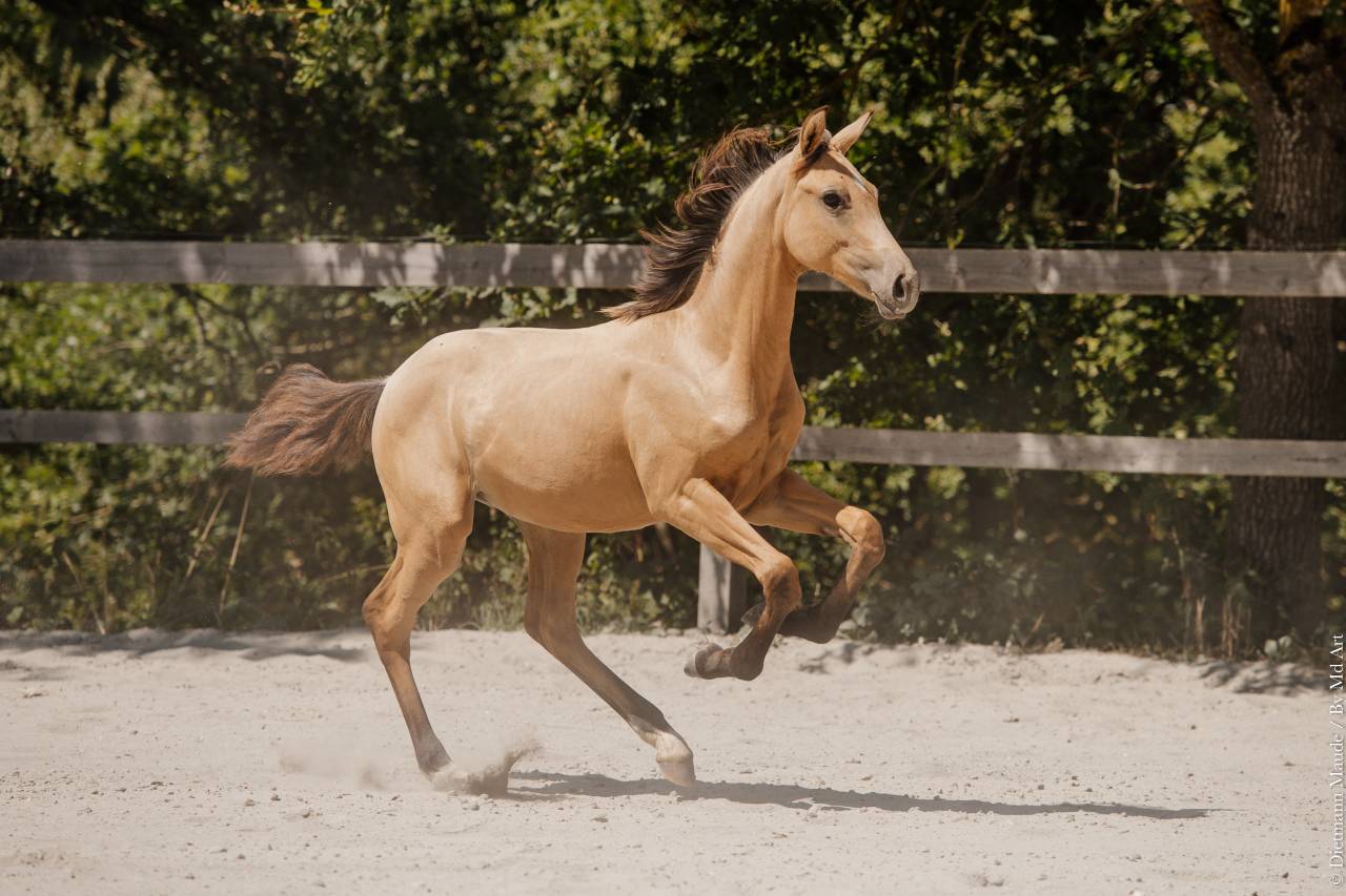 Potranca Lusitano En venta 2026 Isabelo por Secret