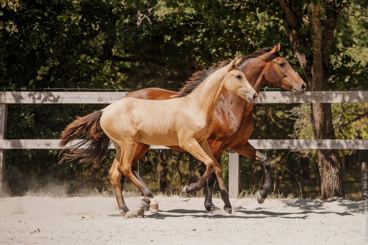 Potranca Lusitano En venta 2026 Isabelo por Secret