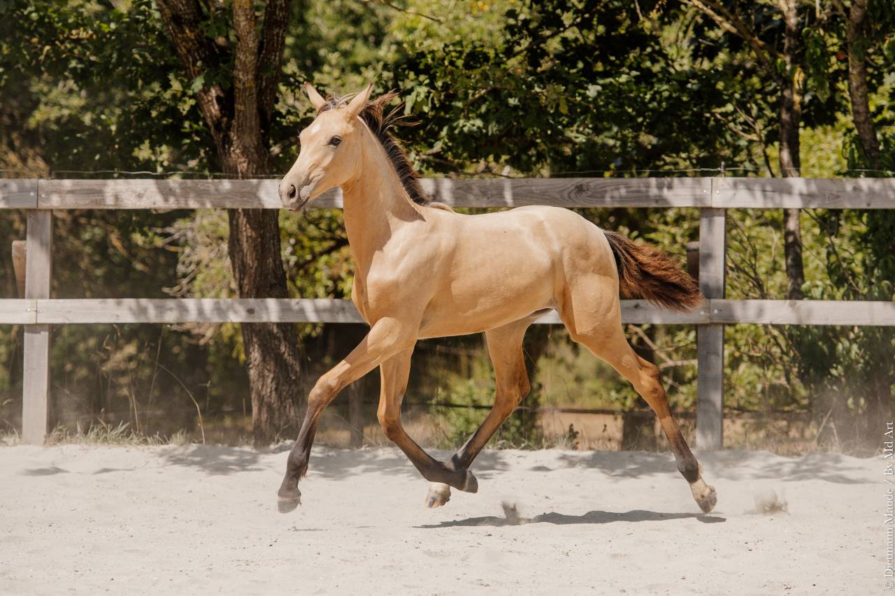 Potranca Lusitano En venta 2026 Isabelo por Secret