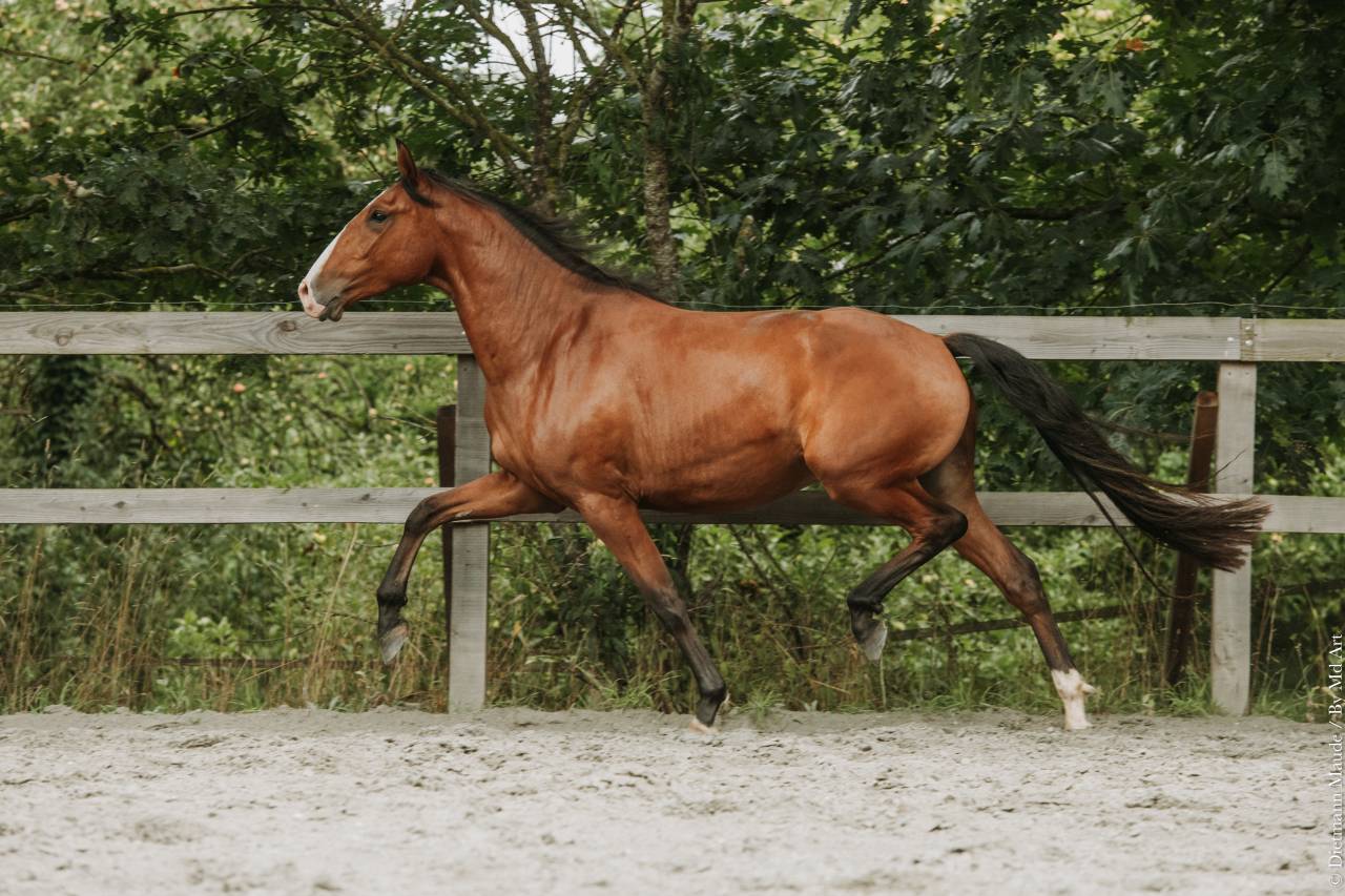 Caballo castrado Lusitano En venta 2022 Bayo por JASMIN PLUS