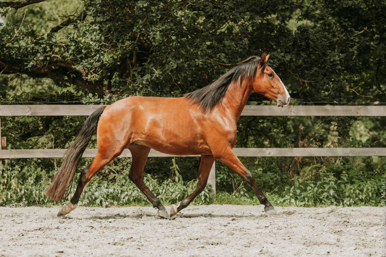 Caballo castrado Lusitano En venta 2022 Bayo por JASMIN PLUS