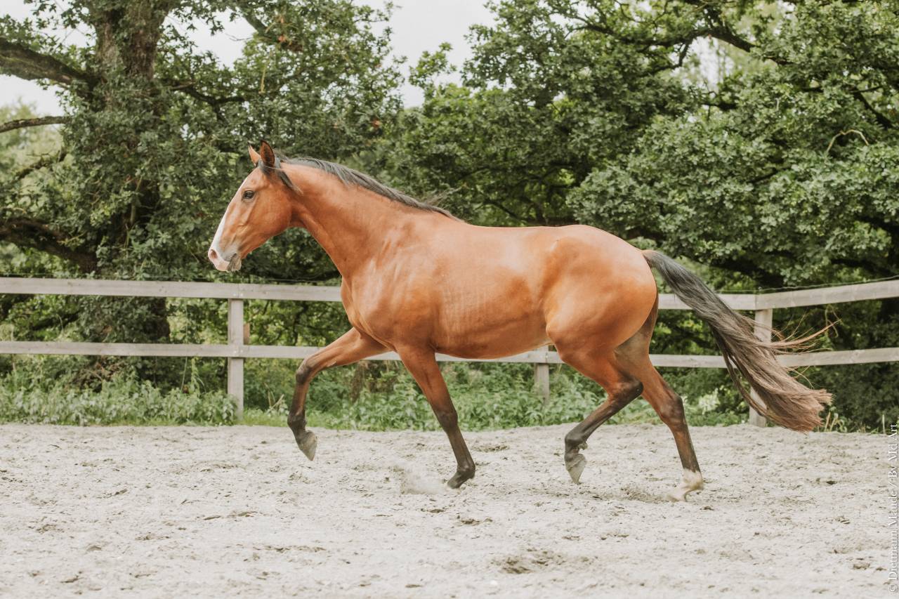 Caballo castrado Lusitano En venta 2022 Bayo por JASMIN PLUS