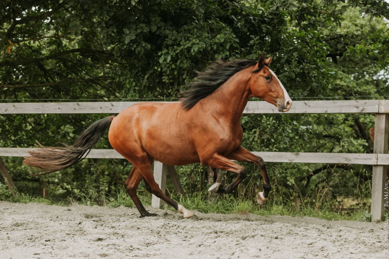 Caballo castrado Lusitano En venta 2022 Bayo por JASMIN PLUS
