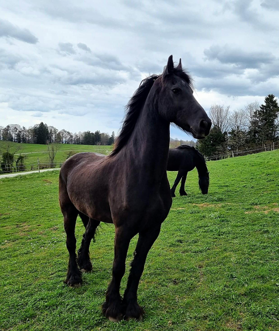 Caballo castrado Fris&oacute;n En venta 2014 Negro