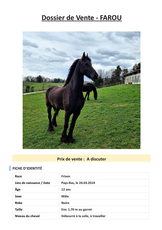 Caballo castrado Fris&oacute;n En venta 2014 Negro