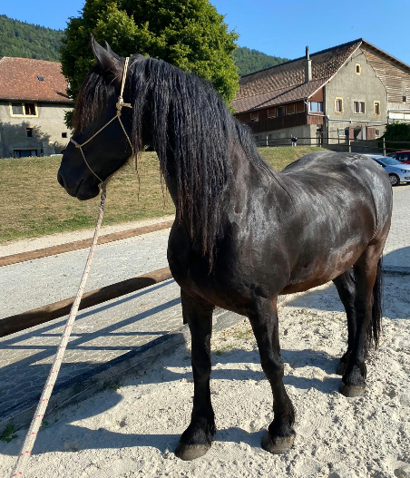 Caballo castrado Fris&oacute;n En venta 2014 Negro