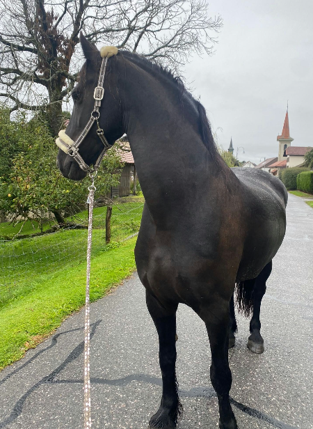 Caballo castrado Fris&oacute;n En venta 2014 Negro