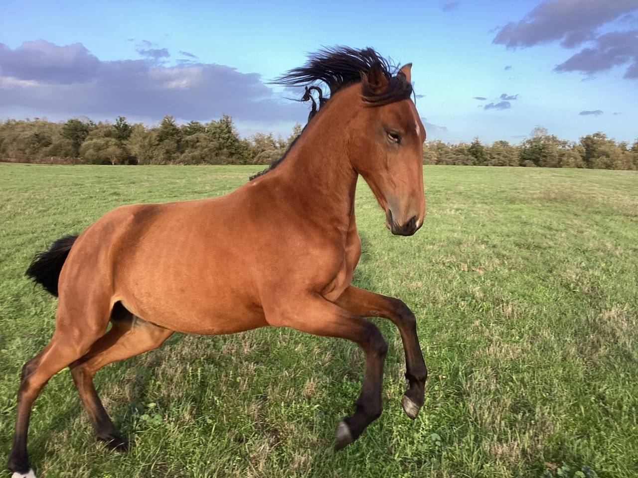 Potranca Lusitano En venta 2025 Bayo por Pablo du chalet