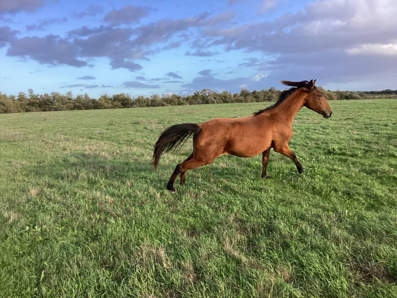 Potranca Lusitano En venta 2025 Bayo por Pablo du chalet