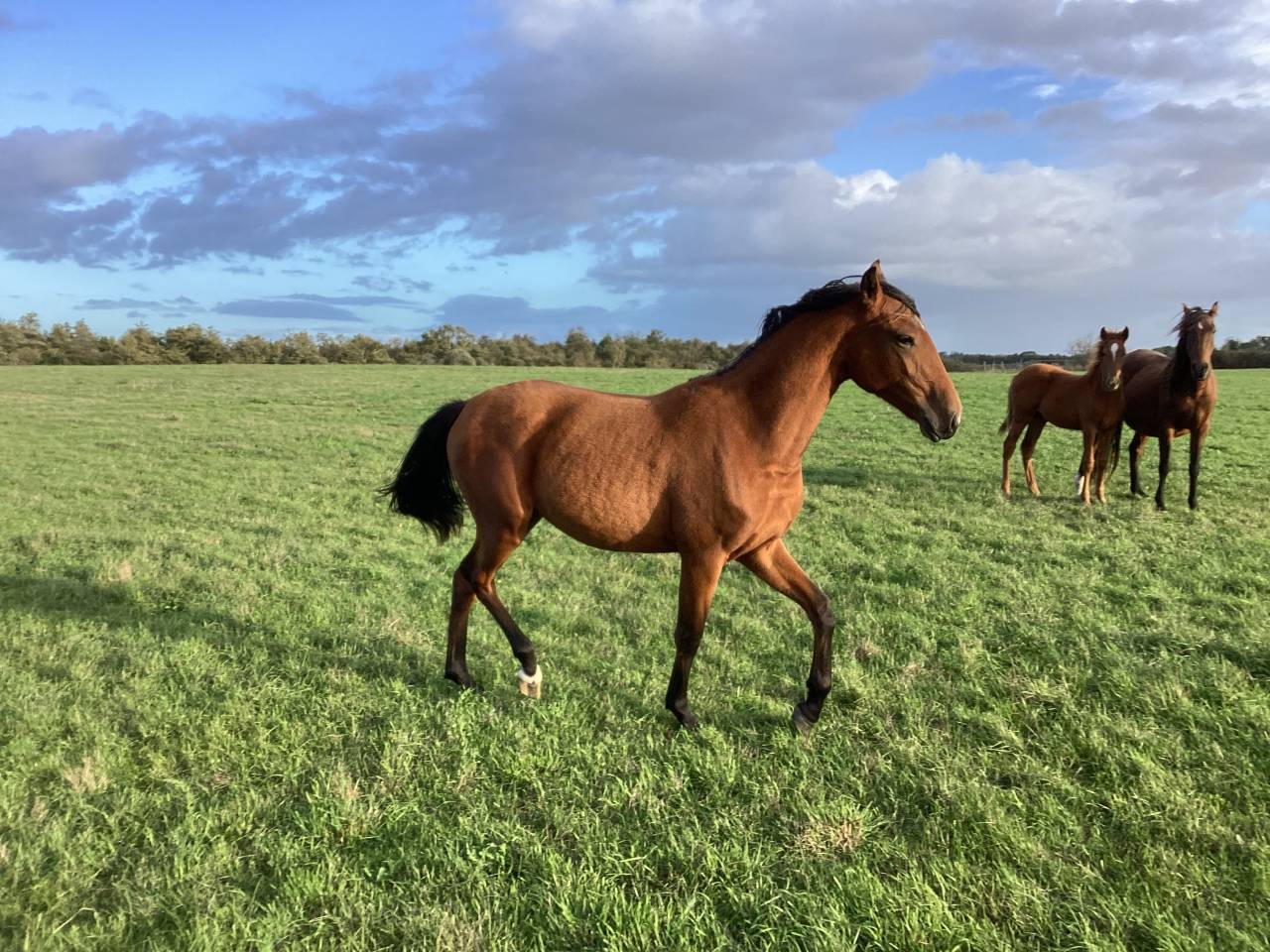 Potranca Lusitano En venta 2025 Bayo por Pablo du chalet
