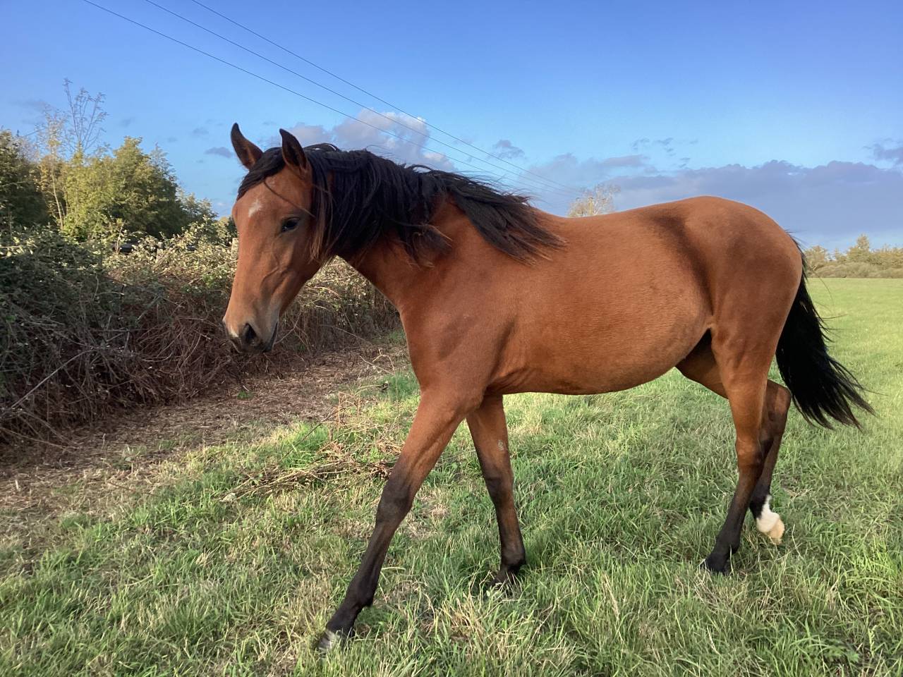 Potranca Lusitano En venta 2025 Bayo por Pablo du chalet