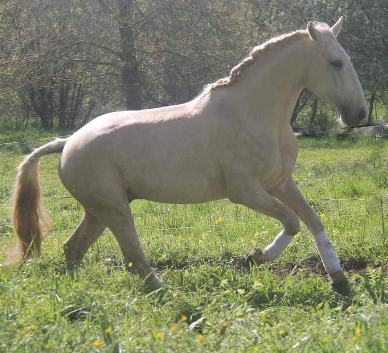 Potranca Lusitano En venta 2025 Bayo por Pablo du chalet
