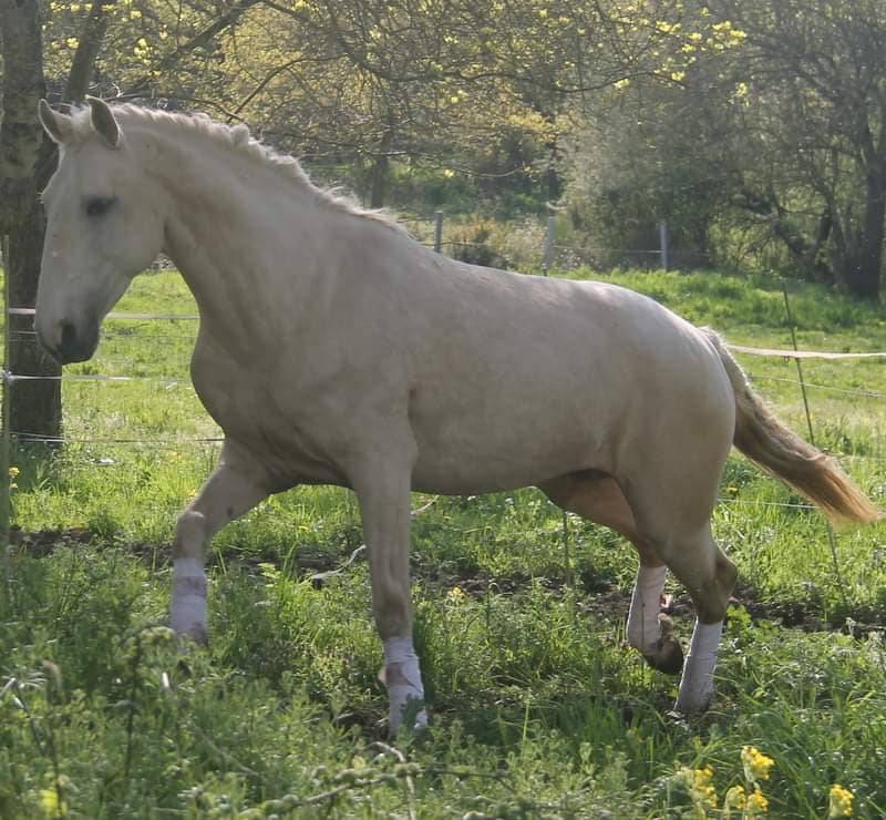 Potranca Lusitano En venta 2025 Bayo por Pablo du chalet